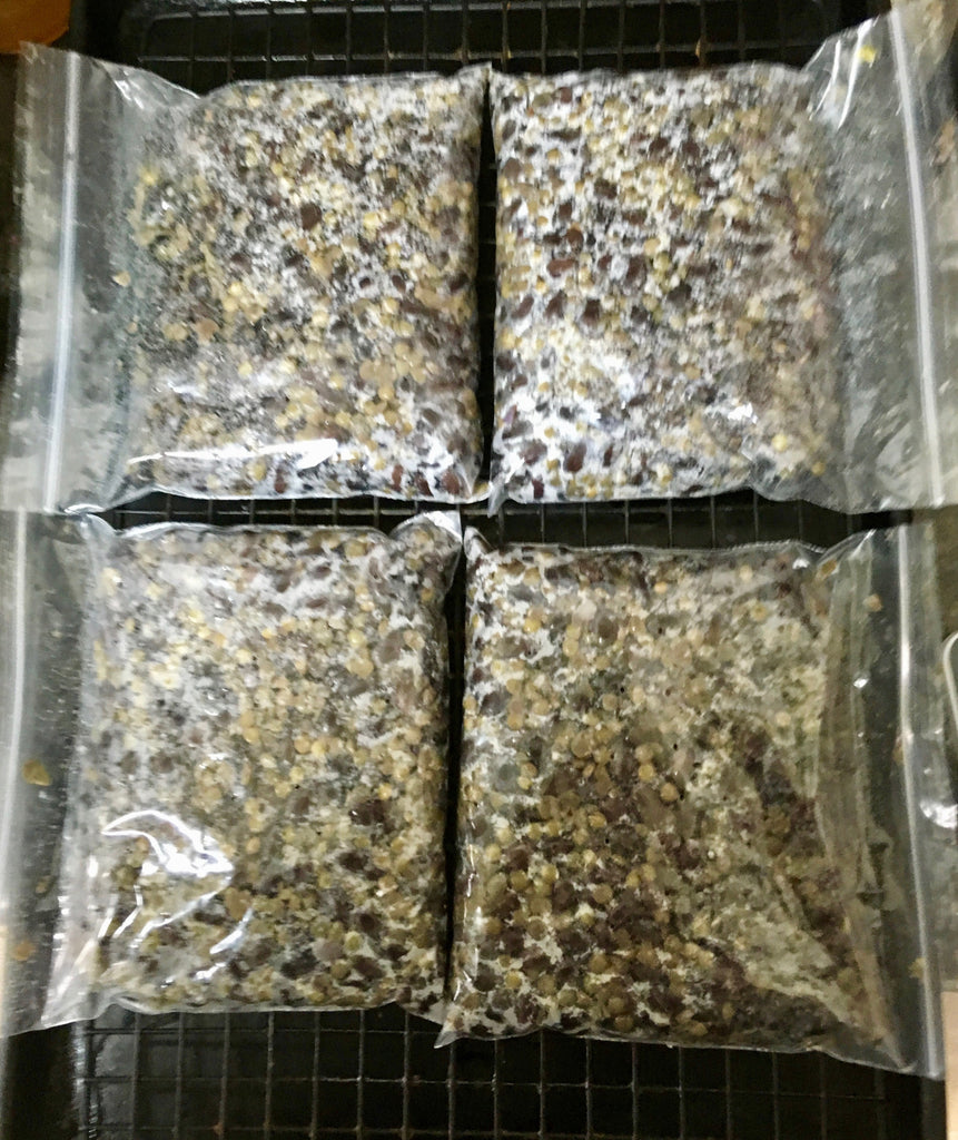 Batch 4 of tempeh, going for 50% success rate