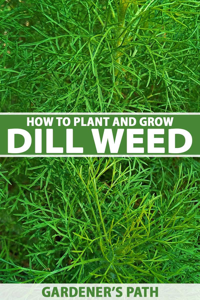 How to Plant and Grow Dill