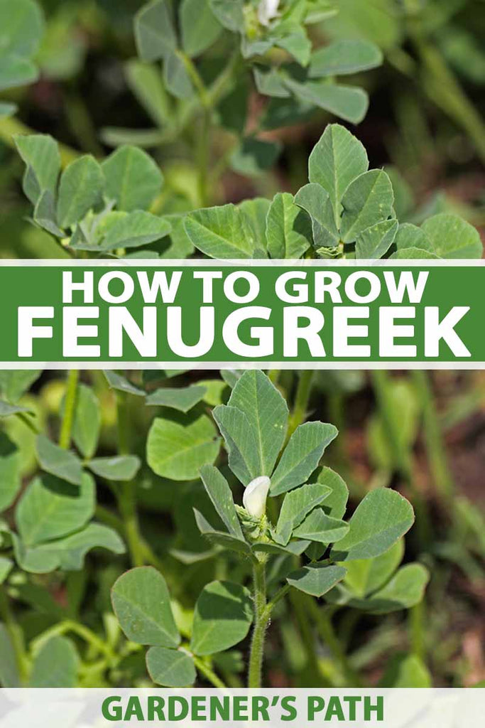 How to Grow Fenugreek