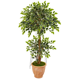 53” Variegated Ficus Artificial Tree in Terra Cotta Planter